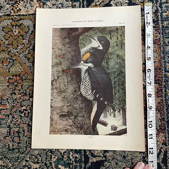 🖤5/$25 Antique Ornithological Bird Print Original wood pecker - Picture 3 of 13